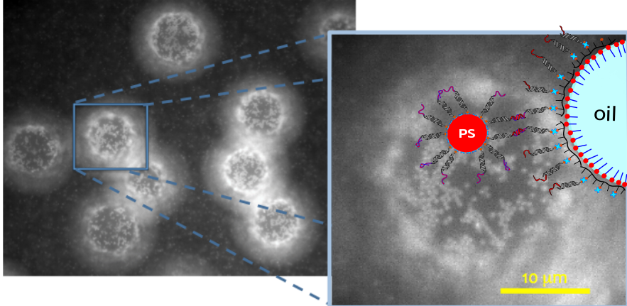 colloids at liquid-liquid interface
